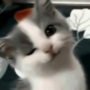 Create meme: meme kitten, funny cats, cat