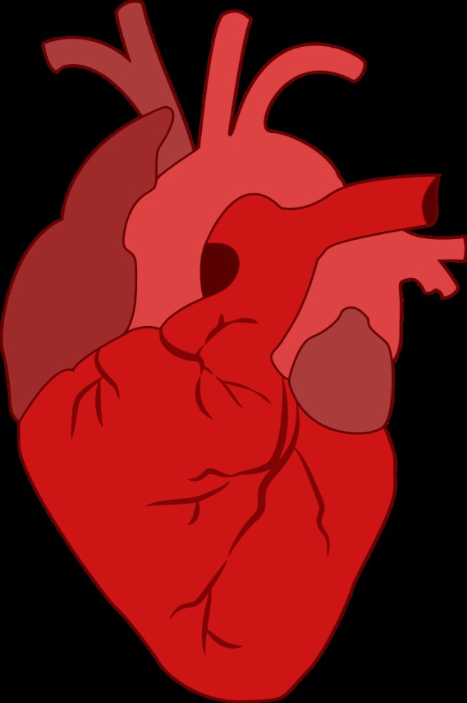 Создать сердце. Как выглядит человеческое сердце. Сердце человека Мем. Работа человеческого сердца. Смайлик человеческого сердца на айфоне.