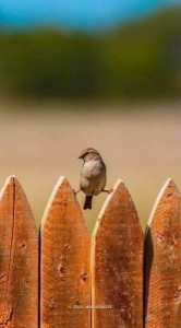 Create meme: near bird funny pictures, a comic about birds photographer, sparrows on the fence