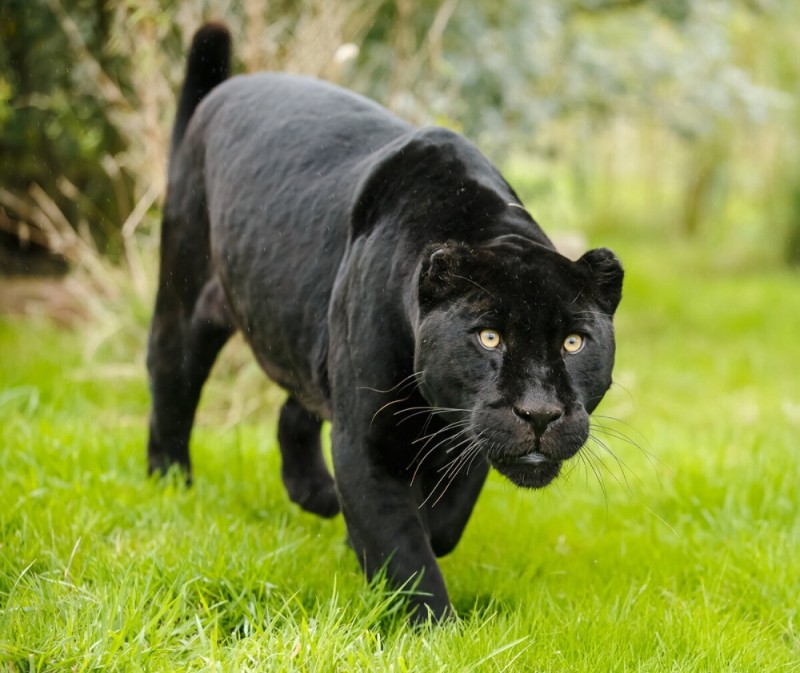 Create meme: black panther jaguar, black Jaguar, Panther animal