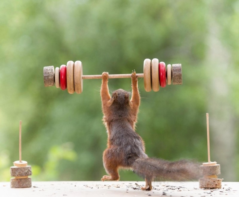 Create meme: strong squirrel, the jock squirrel, sports animals 