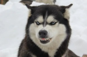 Создать мем: собака, siberian husky, приколы про хаски