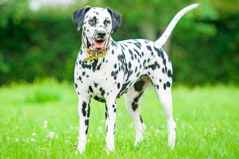 Create meme: Dalmatians, Dalmatian, breed Dalmatian