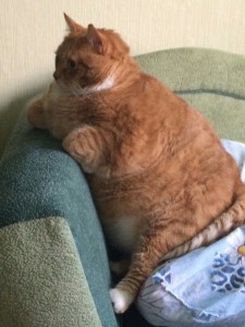 Создать мем: толстая, я не толстый у меня шерсть широкая, кошка