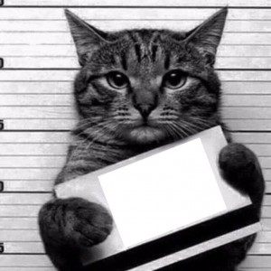 Создать мем: кот преступник срал в тапки, мем кот с табличкой, фото кота срал в тапки