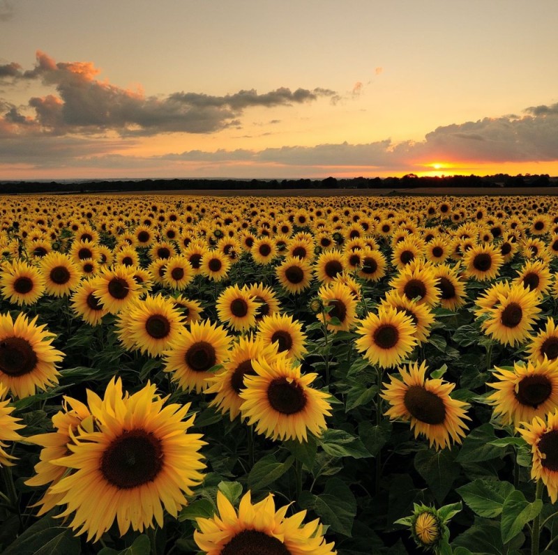 Create meme: yandex.music, aesthetics of sunflowers, beautiful sunflowers