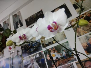 Create meme: Orchid white with purple speckles, Phalaenopsis splendid, Orchid tropic iceman