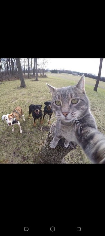 Create meme: cat selfie meme, cat selfie, cat selfie with the dogs