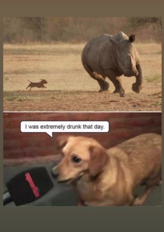 Create meme: animals humor, meme dog , The rhino joke