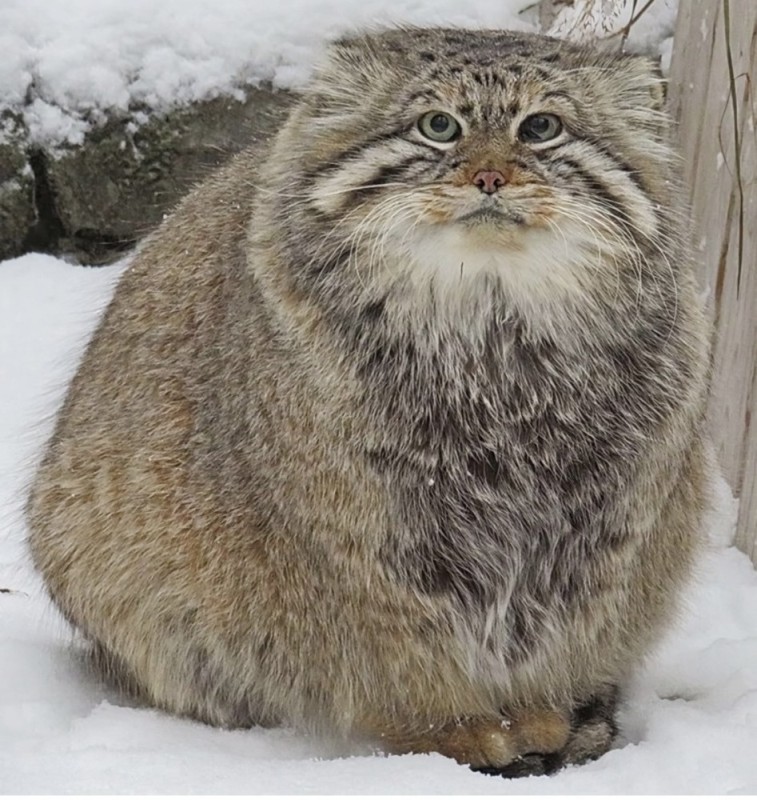 Создать мем: кот манул, манул айша, горный кот манул