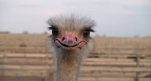 Create meme: bird ostrich, African ostrich, ostriches