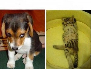 Создать мем: кот напакостил, собака, собака обижака