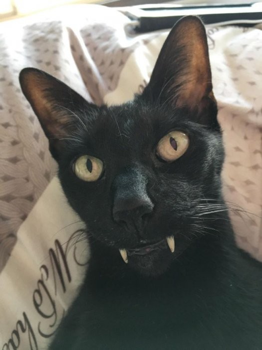 Создать мем: смешной черный кот, кот вампир, граф мрякула