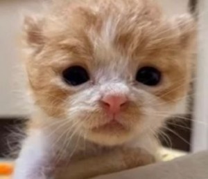 Create meme: ginger kitten, cute cats, cute animals