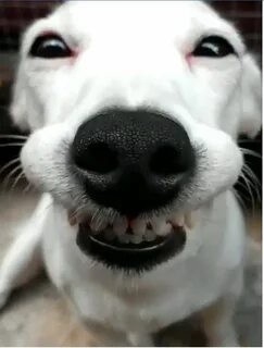 Create meme: smiling dog , dog Ulybka , dog smile