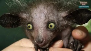 Создать мем: самые страшные животные, мадагаскарская руконожка, самое страшное животное в мире