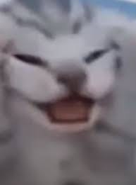 Create meme: kitten meme, cat, screaming cat