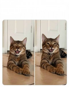 Create meme: cats, Cat, Maine Coon