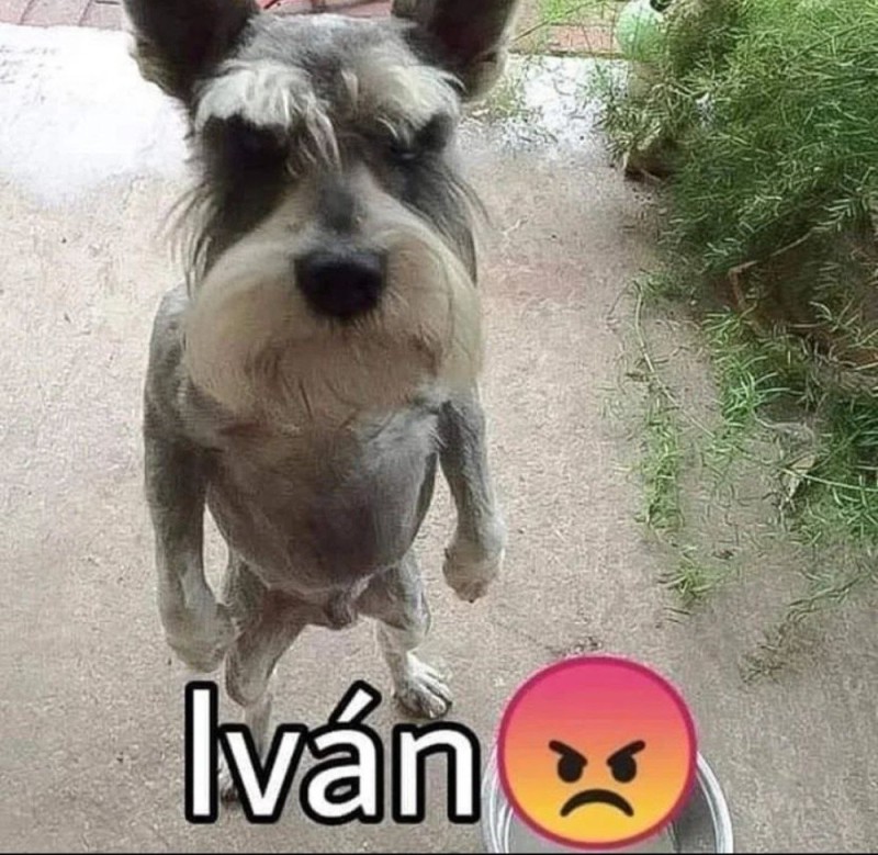 Create meme: dog breed miniature Schnauzer, miniature schnauzer dog, miniature schnauzer haircut