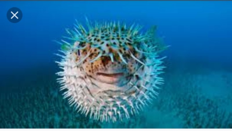 Create meme: poisonous puffer fish, puffer fish , sea urchin