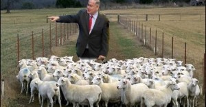 Создать мем: стадо баранов и пастух, отара, автоматические пастух овец