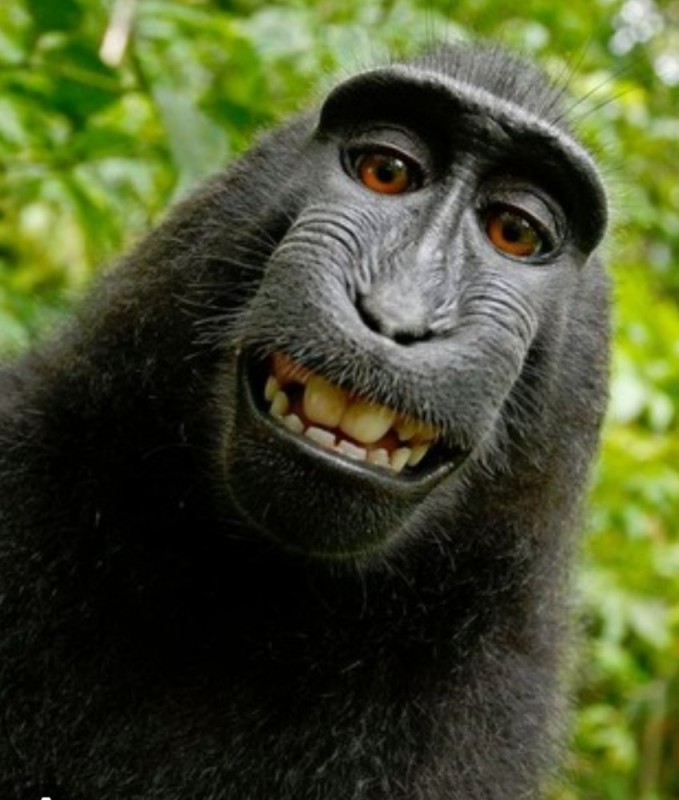 Create meme: funny monkey , tdm macaque, muzzle monkeys