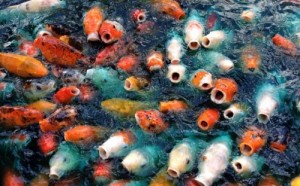 Create meme: koi, koi fish, Fish