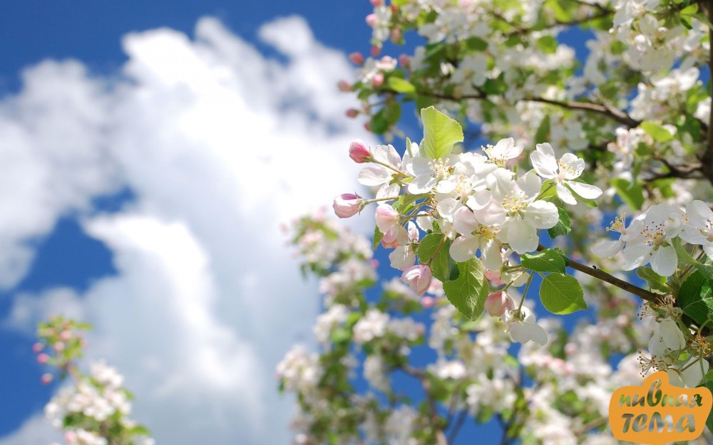 Create meme: blooming Apple tree, a blooming apple tree against a blue sky background, spring apple tree
