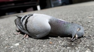Create meme: a pigeon eats, pigeon die, a photo of a dead pigeon