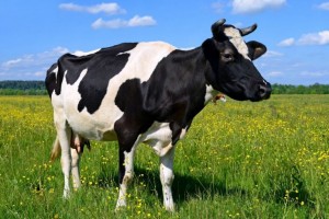 Create meme: spotted cow, cow photo, cow black and white