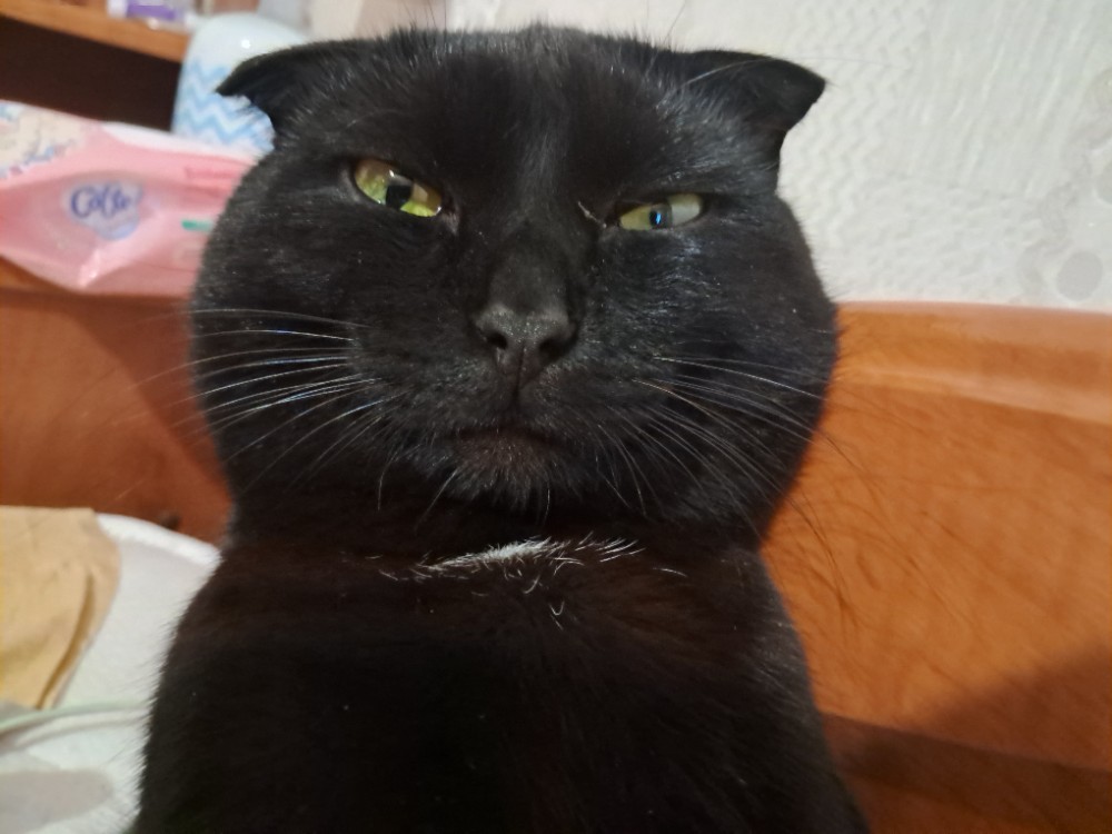 Create meme: black cat , lop-eared , the lop-eared cat is a black half- breed