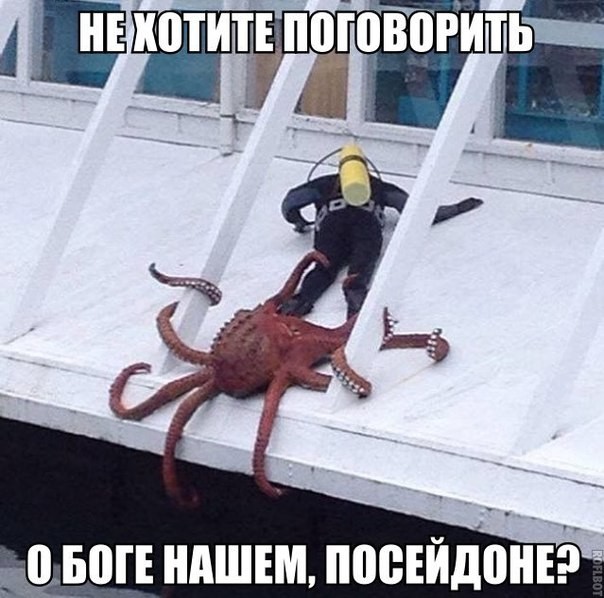 Create meme: octopus meme, octopus , funny humor 