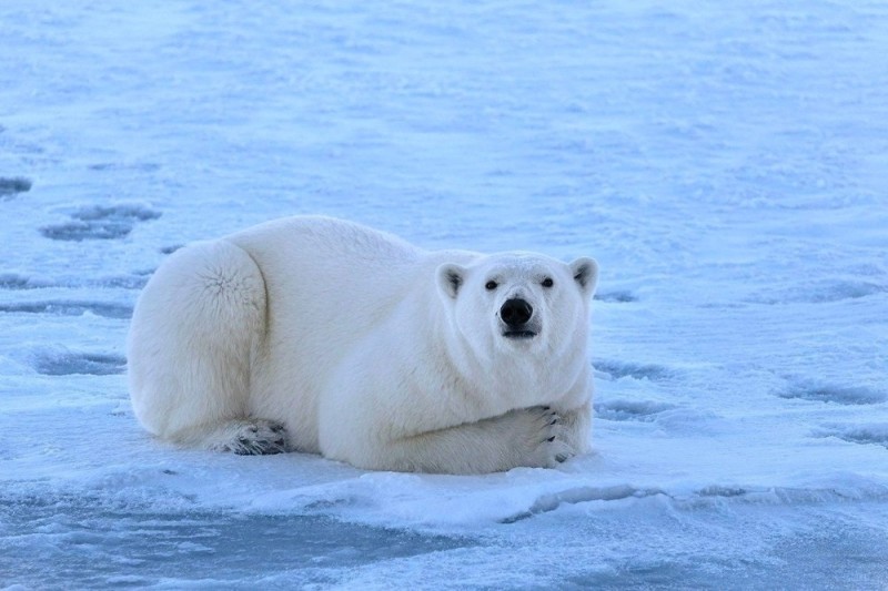 Create meme: polar bear , white bear oshkuy, polar bears in the arctic