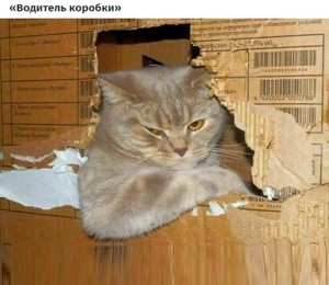 Create meme: session cats pictures funny, katamatite, cat
