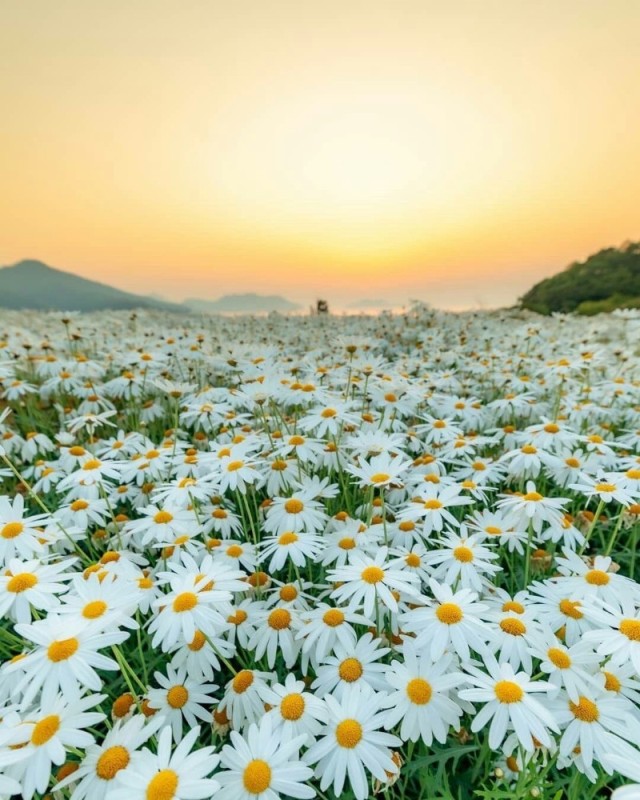 Create meme: field of daisies, daisies are beautiful, field chamomile
