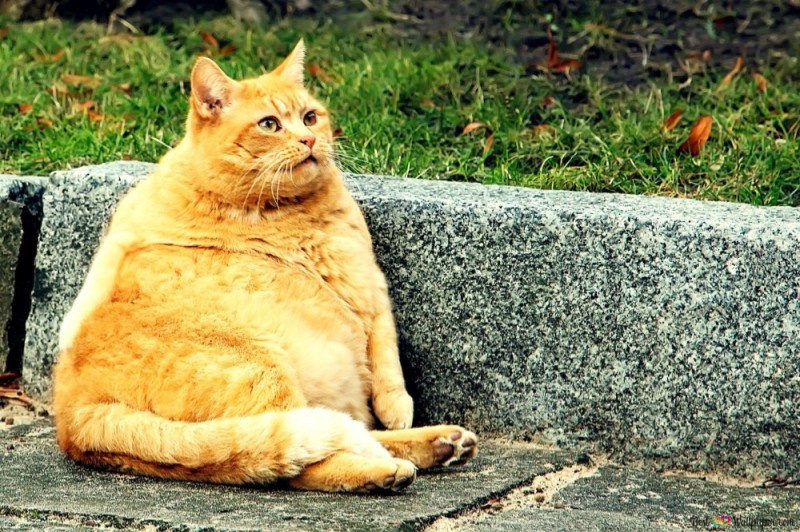 Создать мем: кот, жирный кот, рыжий толстый кот