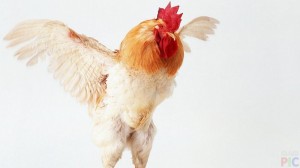 Create meme: poultry, animals chicken, cock clipart on a transparent background