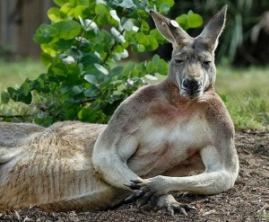 Create meme: funny kangaroo, muscular kangaroo, kangaroo animals