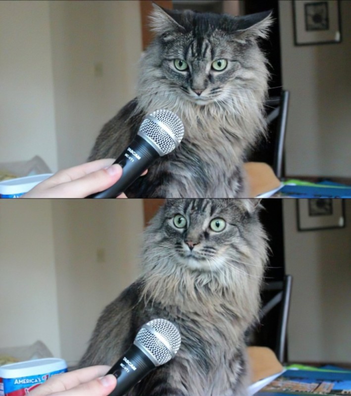 Create meme: meme cat , the cat realized, cat with microphone 