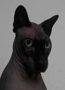 Create meme: Sphynx, cat Sphynx, Sphynx cat