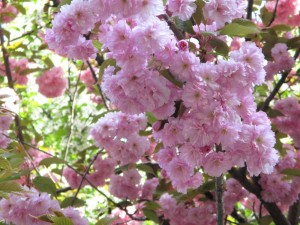 Создать мем: цветущая сакура, красивая картинка цветущие весенние деревья, сакура фото вблизи