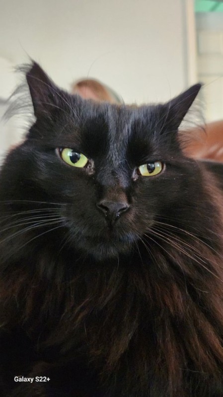 Create meme: siberian black cat, black Maine Coon, cat black 