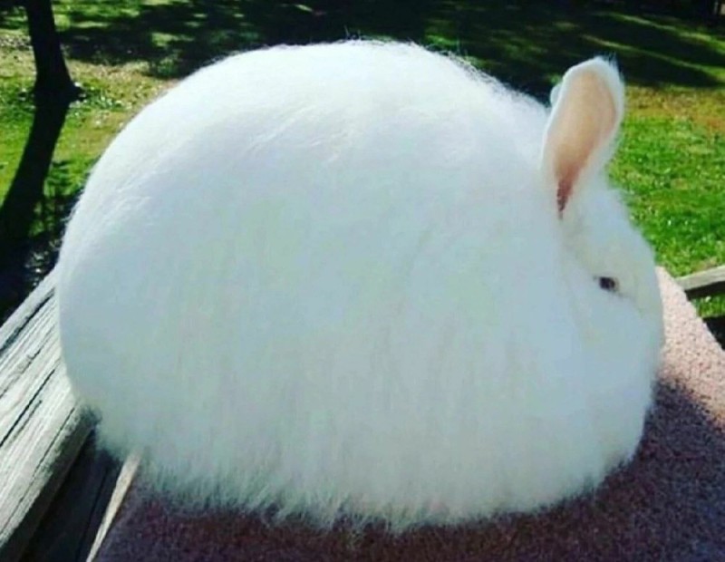Создать мем: гигантский ангорский кролик, кролик ангорский белый пуховый кролик, ангорский пуховой кролик