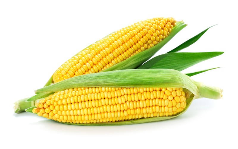 Создать мем: кукуруза сахарный початок, кукуруза сладкая, кукуруза сахарная