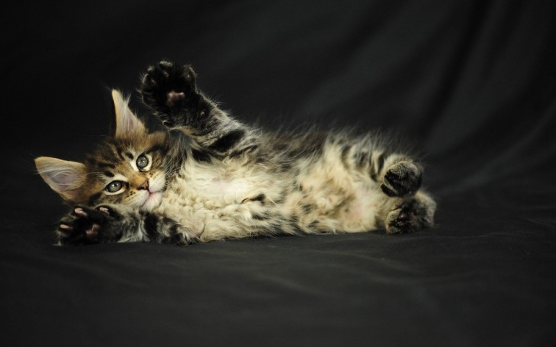 Create meme: maine coon kitten, maine coon, black cat maine coon