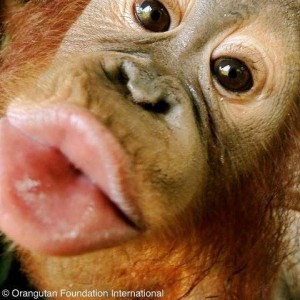 Create meme: Hello with a kiss monkey pictures, monkey, the baby orangutan