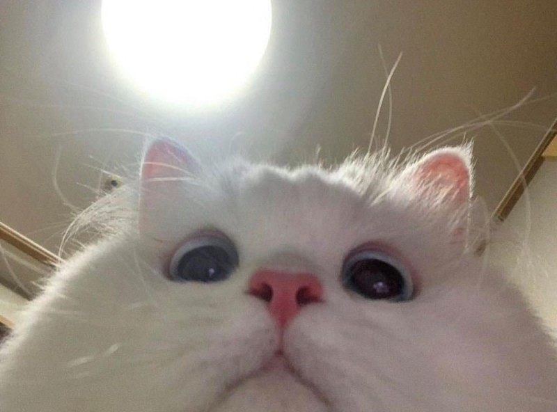 Создать мем: милый кот мем, милые котики, белый котик мем