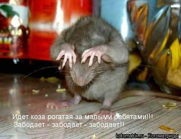 Создать мем: крыса прикол, крыса идет, мышь прикольная