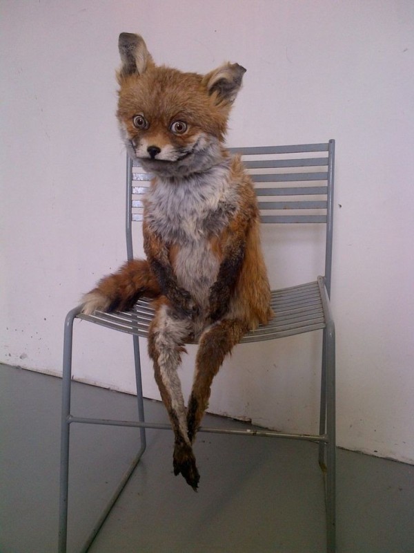 Создать мем: упоротая лиса, чучело лисы смешное, уставшая лиса на стуле