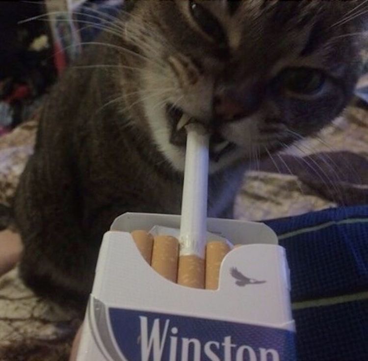 Создать мем: пачка сигарет, сигареты winston, котенок с сигаретой